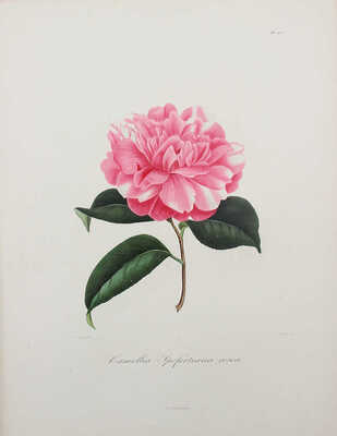 [Берлез Л. Иконография рода камелий или описание и изображения самых красивых и редких камелий... В 3 т.]. 